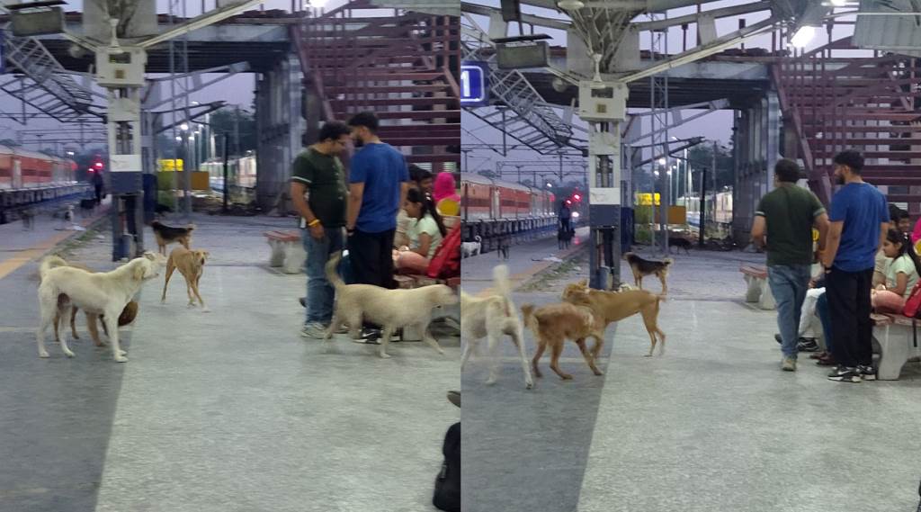 Stray Dogs Create Havoc at Nangal Railway Station Panic Grips Passengers